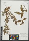 Foto von Salix alba L.